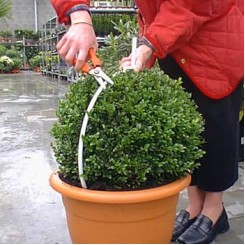 buxus-snoeivorm