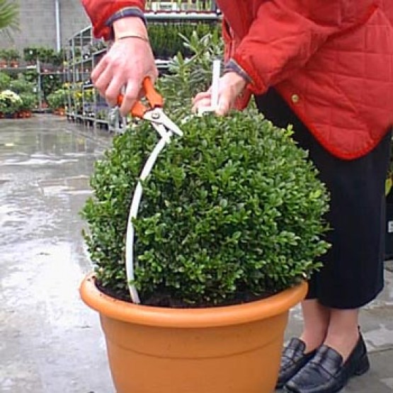 buxus-snoeivorm