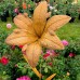 tulp_metaal