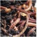 Compostwormen 400gram