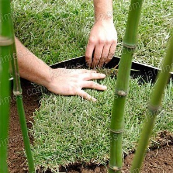 Afboording anti bamboe wortels