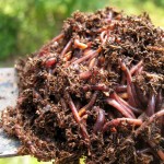 Compostwormen - 200 gr