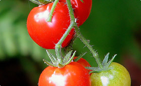 Tomatensteunen