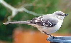 Alles voor vogels