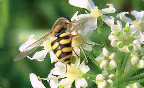 Zaden voor nuttige bloemen en kruiden